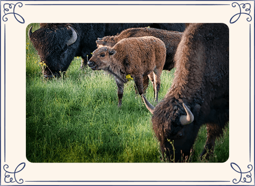 Baby bison in field with adult bisons